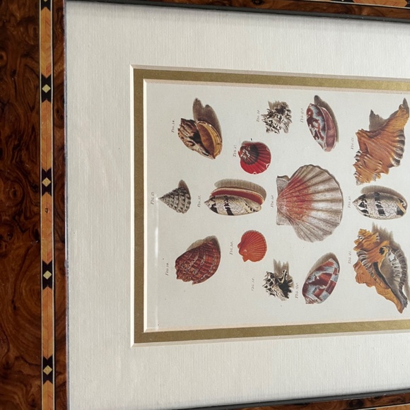 Framed Shell Print - Picture 3 of 7